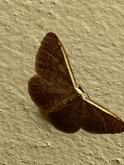 Idaea inversata
