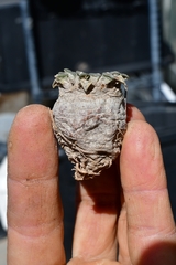 Ariocarpus kotschoubeyanus