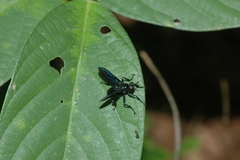 Penthosia satanica