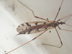 Austrolimnophila atripes