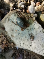 Ambrysus