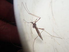 Austrolimnophila atripes