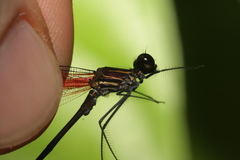 Hetaerina fuscoguttata