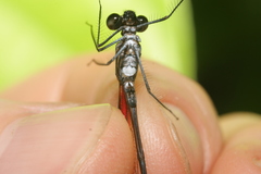 Hetaerina fuscoguttata