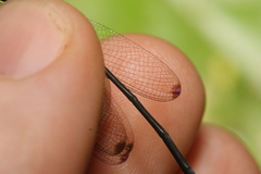 Hetaerina fuscoguttata