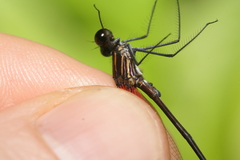 Hetaerina fuscoguttata