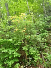 Rhododendron calendulaceum