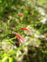 Dicliptera sexangularis