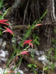 Dicliptera sexangularis