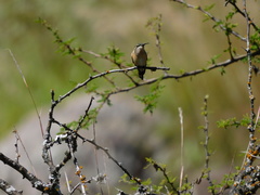 Calothorax