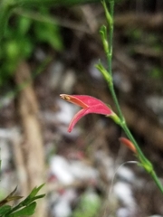 Dicliptera sexangularis