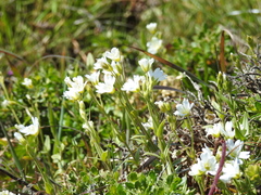 Cerastium viride