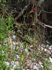 Dicliptera sexangularis