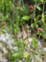 Dicliptera sexangularis