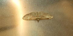 Eupithecia dodoneata
