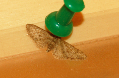 Eupithecia dodoneata