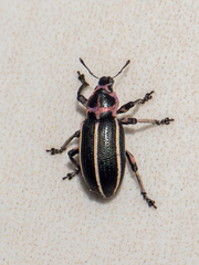 Eudiagogus episcopalis