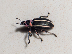 Eudiagogus episcopalis