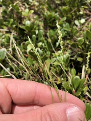 Piptatheropsis pungens