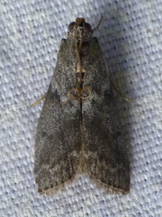 Oreana unicolorella