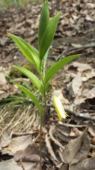 Uvularia puberula