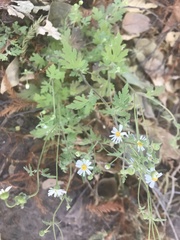 Perityle microglossa saxosa