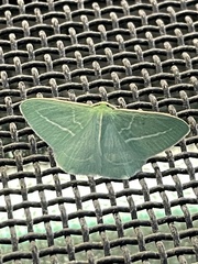 Chlorocoma stereota