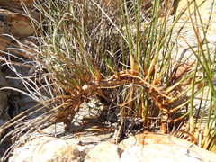 Juncus breweri