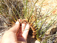 Juncus breweri