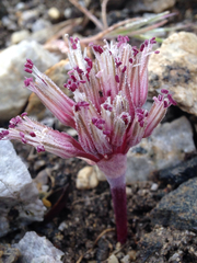 Allium burlewii