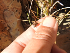 Juncus breweri