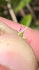 Piptatheropsis pungens