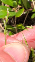 Piptatheropsis pungens