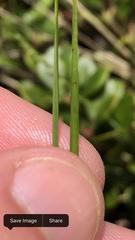 Piptatheropsis pungens