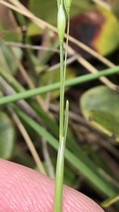 Piptatheropsis pungens