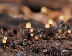 Mycena mamaku