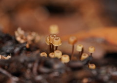 Mycena mamaku