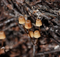 Mycena mamaku