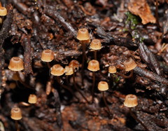 Mycena mamaku