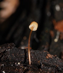 Mycena mamaku