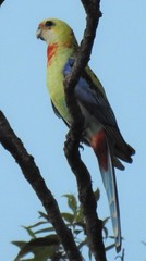 Platycercus eximius x adscitus