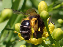 Andrena vulcana