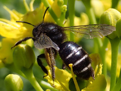 Andrena vulcana