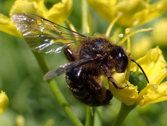 Andrena vulcana