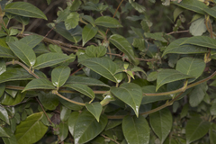 Elytropus chilensis