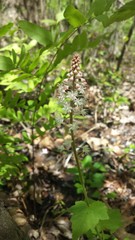 Tiarella nautila