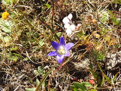 Brodiaea terrestris