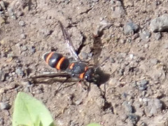 Ancistrocerus haematodes