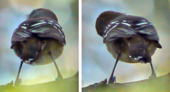 Thamnophilus ambiguus