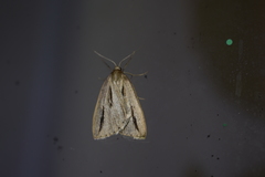 Euclidiodes meridionalis